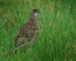 Erckel's Francolin, Mauna Kea, Hawaii