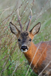 Close-up portrait of a Roe Deer on Islay