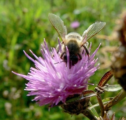Flowers and Nature portfolio
