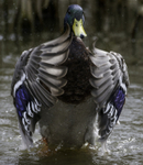 Mallard