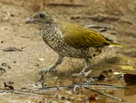 Spotted Honeyguide