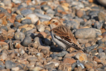 Snow Bunting