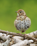 Song Thrush portfolio