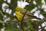 White-bellied Canary portfolio