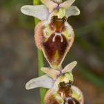 Small-patterned Ophrys (Ophrys fuciflora ssp. parvimaculata)