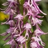 Orchis x bergonii = Orchis anthropophorum x Orchis.simia hybrid