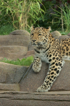 Amur leopard - Milena (Colchester Zoo)