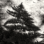 Fern Leaf Shadow in Black & White Otley