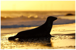 Grey Seal at Sunrise 