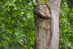 Great Spotted Woodpecker Fledgling 3 of 8