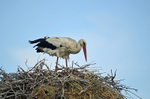 White Stork