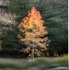 IMG_1120 v4
