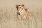 Masai Mara 130223_RLP121675hk