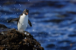 Rockhopper Penguin & sea spray, Bleaker Island, The Falkland Islands