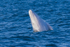 0A3A3939. Baby Breach 2