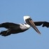 Pelican-1-0640
