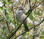 Barred Warbler