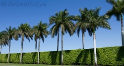 Trees 062