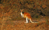 Red Kangaroo 2
