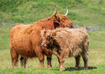 Highland Cows