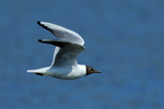 Black-headed Gull in flight at Farmoor