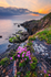 Wildflowers