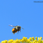 Bombus ternarius in Flight