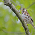 Song Sparrow