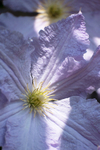 13th June Clematis Flower