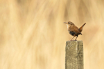 Wren