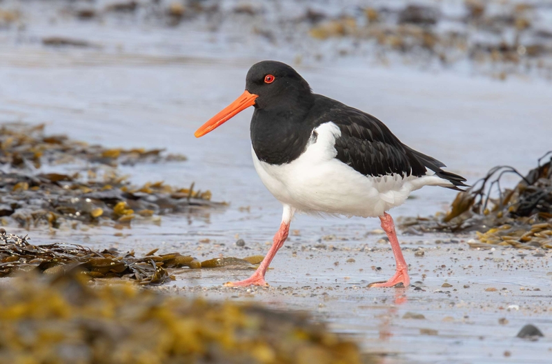 Oystercatcher  - Kildonan - Isle of Arran - Scotland