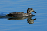 Gadwall portfolio