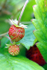 Mountain Strawberries