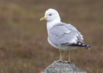 Common Gull 1