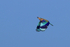 Indian Roller flying, wings down, Panna, Madhya Pradesh, India