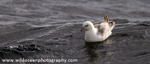 SBF001: Fulmar