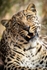 Leopard Portrait