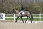 Dressage - Legacy B portfolio