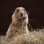 Wildlife portfolio