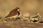 Two-banded Plover (adult), Sea Lion Island, Falklands