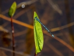 Common Blue Damselfly