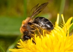 Andrena nitida (f)