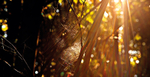 Spirit Woodlights_2915
