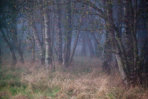 Witches Woodland