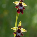 Fly Orchid (Ophrys insectifera)