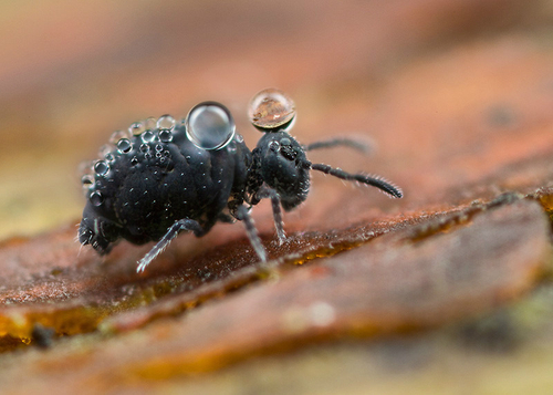 [i]Sminthurinus niger[/i]. On the surface of an old wooden bench. Warwickshire, December 2013.