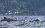Northern bottlenose whales