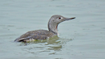 Red-throated Diver