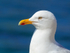 Herring Gull (adult) close view, Marazion, Cornwall
