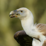 Griffon Vulture